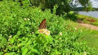 ASMR - Gulf Fritillary - Texas