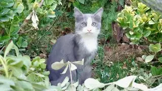 Two gray kittens and two tuxedo kittens are very hungry and a little shy