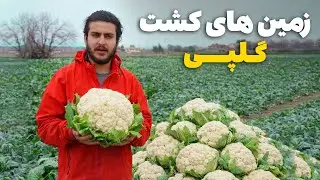 نان آور - تجربه کار در زمین های زراعتی گلپی با باسط ایرج