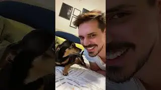 Kiss your dog and see their reaction 🐶🤣🤣#funny#funnydog #usa #fyp #youtubeshorts