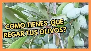 💦 As&iacute; es como Tienes que Regar Tus Olivos