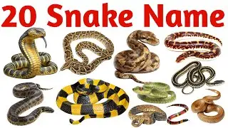 20 Snake Names for Kids | Learn Snake Names in Hindi and English | Easy Learning Video