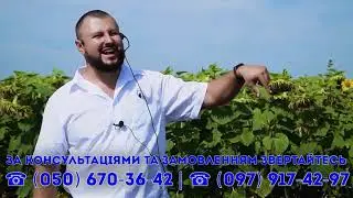 Подсолнечник Фалкон