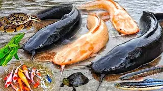 Wow Tangkap Ikan Lele Besar Dalam Lubang Ada Lele Albino, Ikan Toman, Ikan Hias, Ikan gabus, Belut
