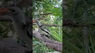 Northern Red Billed Hornbill (Tockus erythrorhynchus)