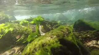 Mossy Creek in the Eastern Sierra Nevada Mountains