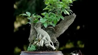 Japanese Boxwood root over rock bonsai Tree