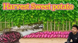 Life in Countryside : Day 3 Starting build garden vegetables and harvest sweet potatoes