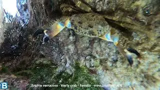 Eriphia verrucosa Warty crab Favollo intotheblue.it