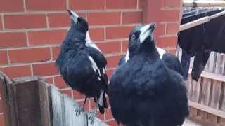 All natural magpies cozy leaves 