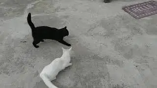 Mimi meets blackie