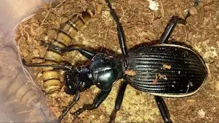Feeding A Predatory Beetle