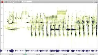 Songs of Whales into Nightingales, sped and slowed for comparison
