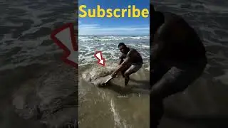 Strange Fish Found on Seashore #shortsvideo #fishing #fish #animals #beach #ocean #shortsvideo