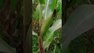 🇲🇿Mo&ccedil;ambique MILHO DA MACHAMBA | #Mo&ccedil;ambique