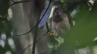 Barred Forest-Falcon (Micrastur ruficollis), Sadiri Lodge Rainforest, Madidi NP, Bolivia