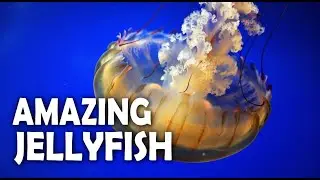 8 Hours Mesmerizing Jellyfish &bull; Pure Relaxing Music 🪼 | Sleep & Study