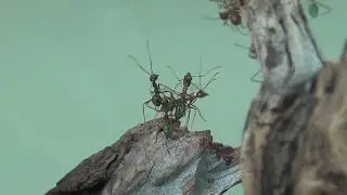 17 07 2017 Oecophylla smaragdina (polygyne)