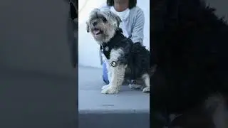 How To Teach Your Dog to Sit in 3 Easy Steps! #doglover