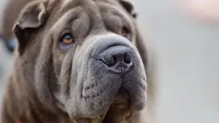 Signs of Heat in Chinese Shar-Pei Dogs - How to Tell If Your Dog Is in Heat