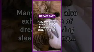 Many animals also exhibit signs of dreaming during sleep, including&hellip; #facts #psychology #dreams ￼