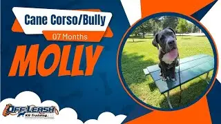 AMAZING TRANSFORMATION | Molly | Cane Corso/ Bully mix | 7 Mnths | 2 Wk B&T