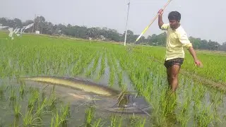 Unique Spearfishing Moment ❤️ Traditional Boy Catch Big Boal Fish With Tata In Rice Field ❤️ Fishing