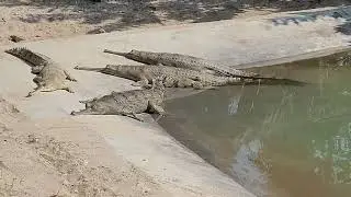 A Success Story Of Wildlife Conservation: Gharial Breeding Farm In Kasara, Chitwan National Park, 🇳🇵