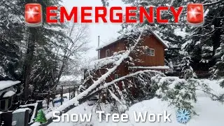 Tree Work and Bidding in a Snow Storm