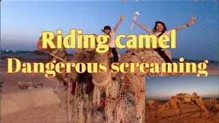 Riding Camel Dangerous Screaming