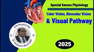 Color Vision, Binocular Vision & Visual Pathway (12-2025) by Dr Khaled A Abulfadle