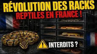 LA RÉVOLUTION INCROYABLE DES RACKS REPTILES EN FRANCE !