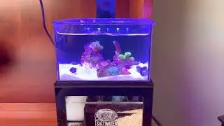 PNW custom micro reef 40 ounce tank