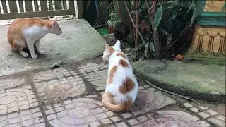 Cat and owner chase cobra to out fence house