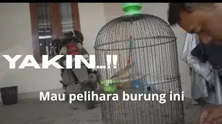 Ingat !! Jika mau pelihara Burung Pelanduk Semak harus rajin bersihkan sangkar tiap hari 