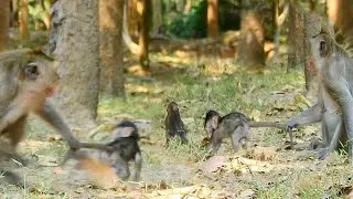DUCHESS LOOK LIKE SCREAMING DRUTING PULL OF TAIL SMALL BABY JODY FAST |
