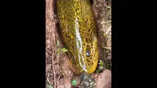 Amazing trapping Ell Giant in village Ells Grating ells incredible ells Very incredible amazing ells
