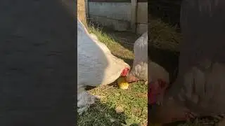 Eating Corn #corn #chickens #viral #memes