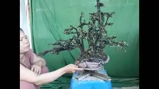 (Đx)Ng&ocirc; Q Đạt bs M451..Gl ae..cụm rừng cẩm thị thi&ecirc;n nhi&ecirc;n si&ecirc;u d&agrave; Gi&aacute;.550k lh.0868785403.tiến.zalo