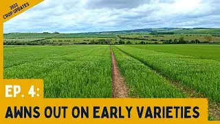Awns Appearing On Early Varieties | 2022 Spring Barley