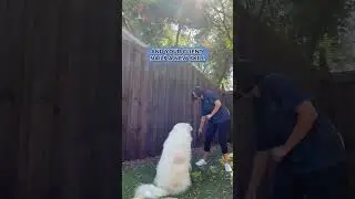 The BEST Feeling as a Dog Trainer!