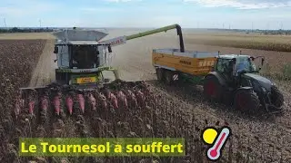 Big Moisson de Tournesols 2022🌻avec l'Eta Dupuis !! Claas Lexion 780 &agrave; chenilles !!