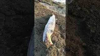 #popping #shore_fishing #topwater #fishing #fishingvideo #baracuda #lurefishing #poppers