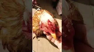 #chicken #lifeisbutadream #birds #ihavethisthingwithplants #animals #account #kabutar