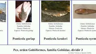 Pez, orden Gobiiformes, familia Gobiidae, dividir 3 ponticola proterorhinus paragobiodon fish cana