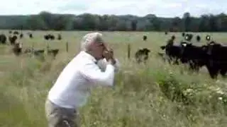 A Leader for All Species: Cow Calling
