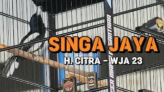 SINGA JAYA H. CITRA WJA 23 AMANKAN JUARA 1 LAGI | KAPOLERS CIAMIS CUP 2025 | Sesi 2