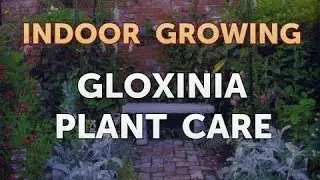 Gloxinia Plant Care