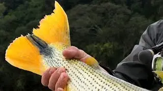 5 DICAS PARA PESCAR DOURADOS COM FLY FISHING!