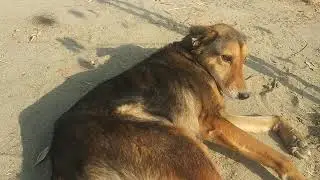 Relaxing in the Soft Winter Morning Sun | Shampy Life 🐾
